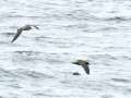 Pink-footed and Flesh-footed Shearwaters